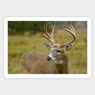 White-tailed Deer Sticker